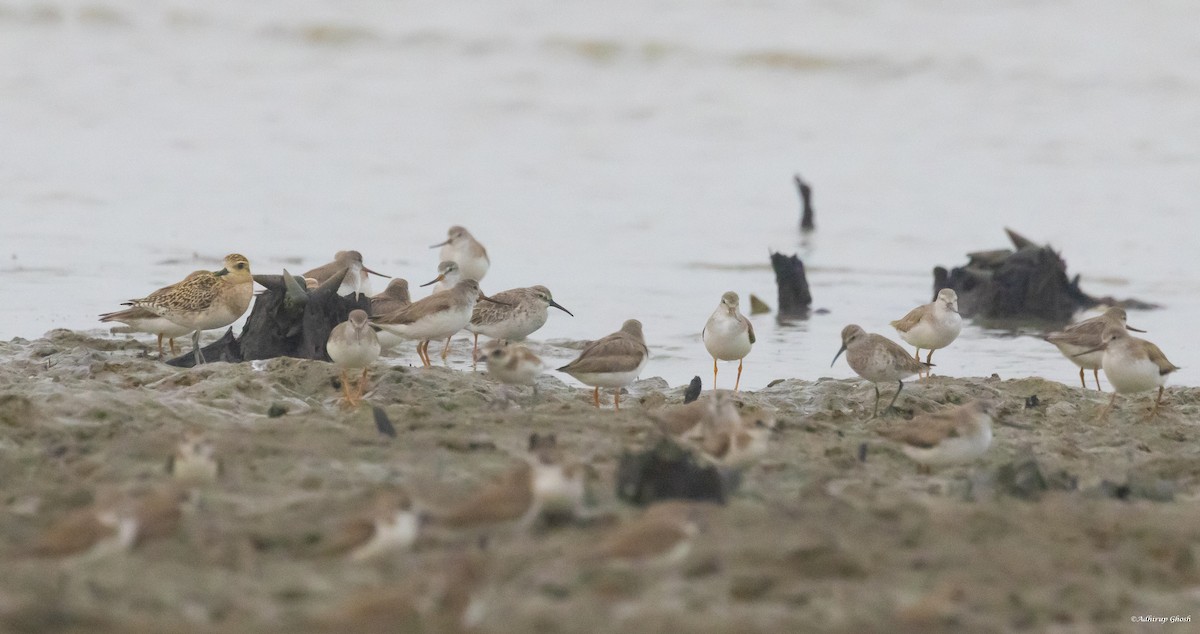 Terek Sandpiper - Adhirup Ghosh