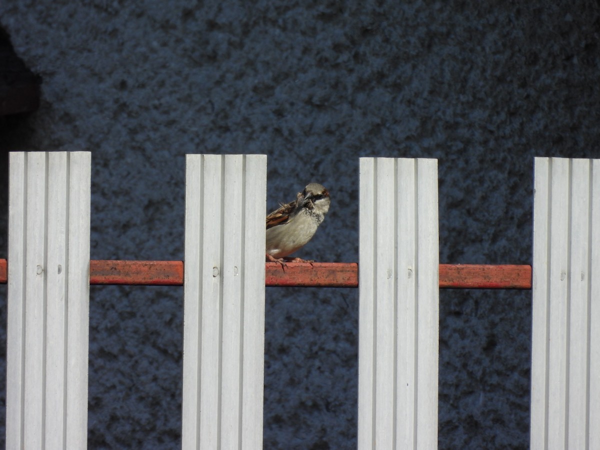 House Sparrow - Zuzana Kobesova