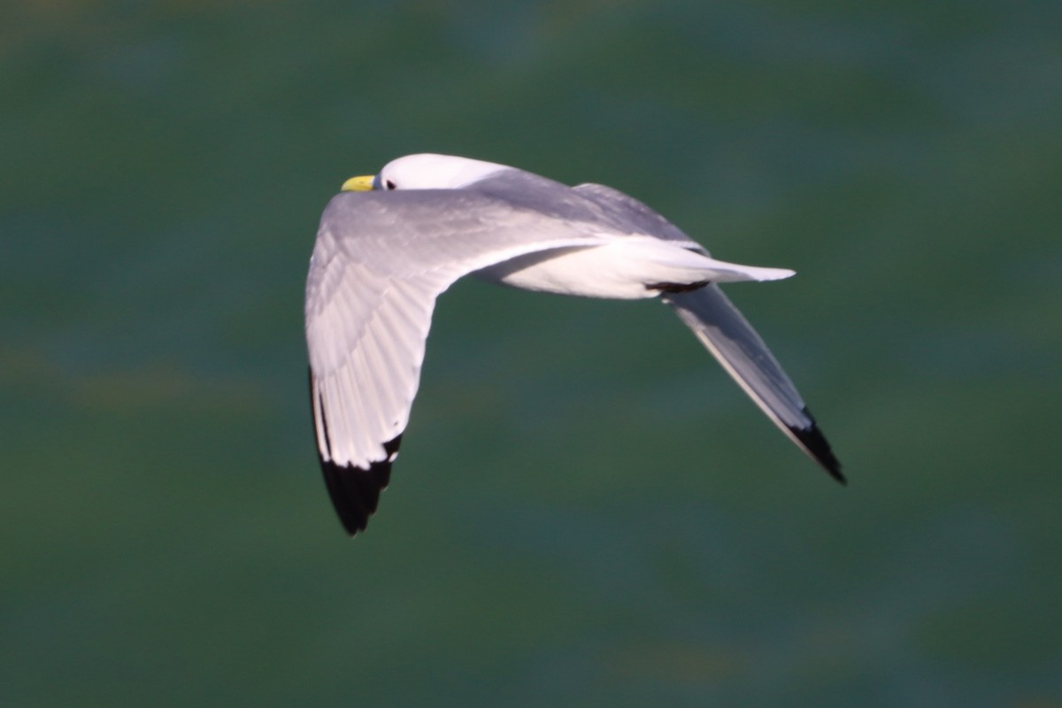 Black-legged Kittiwake - ML617273228