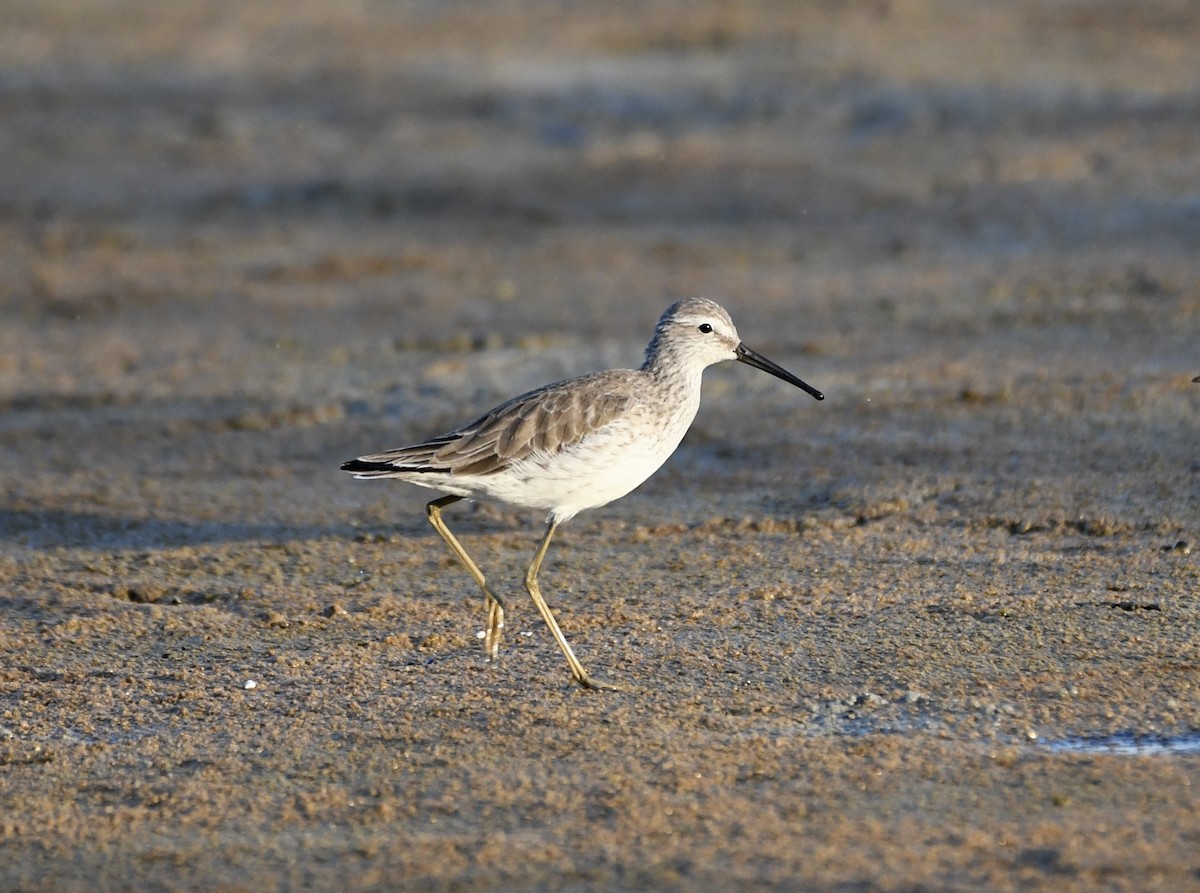 Stilt Sandpiper - Brett Hillman