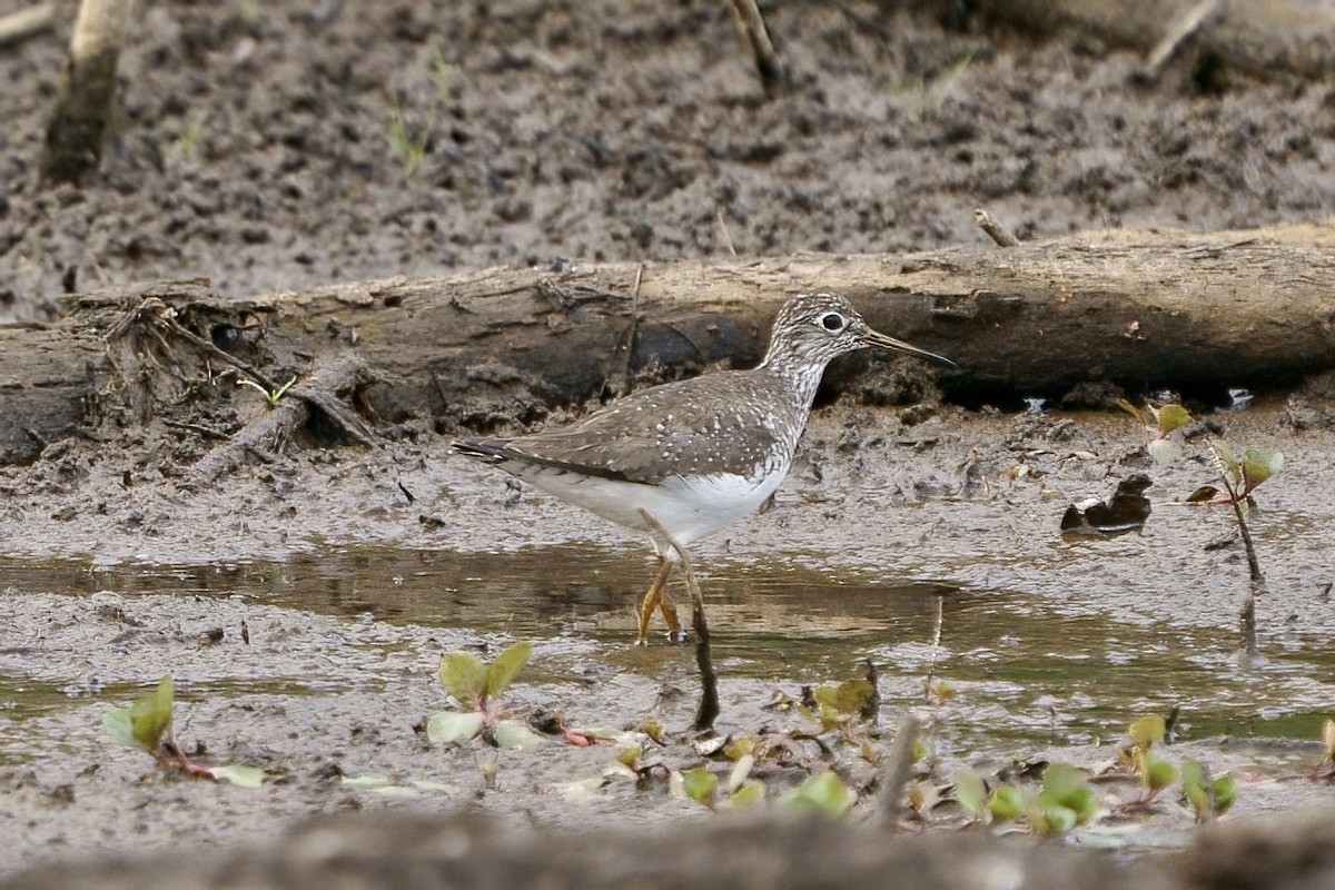 Solitary Sandpiper - ML617273232