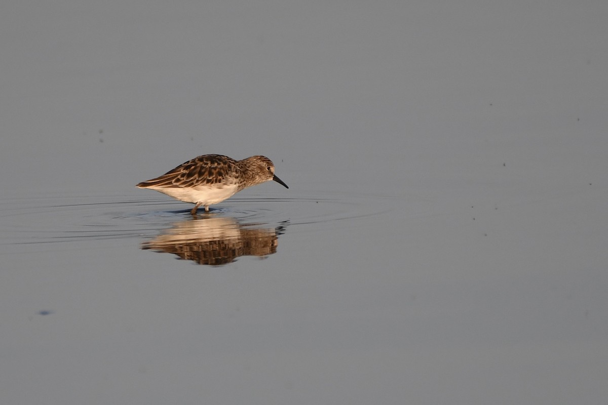 Semipalmated Sandpiper - ML617273242