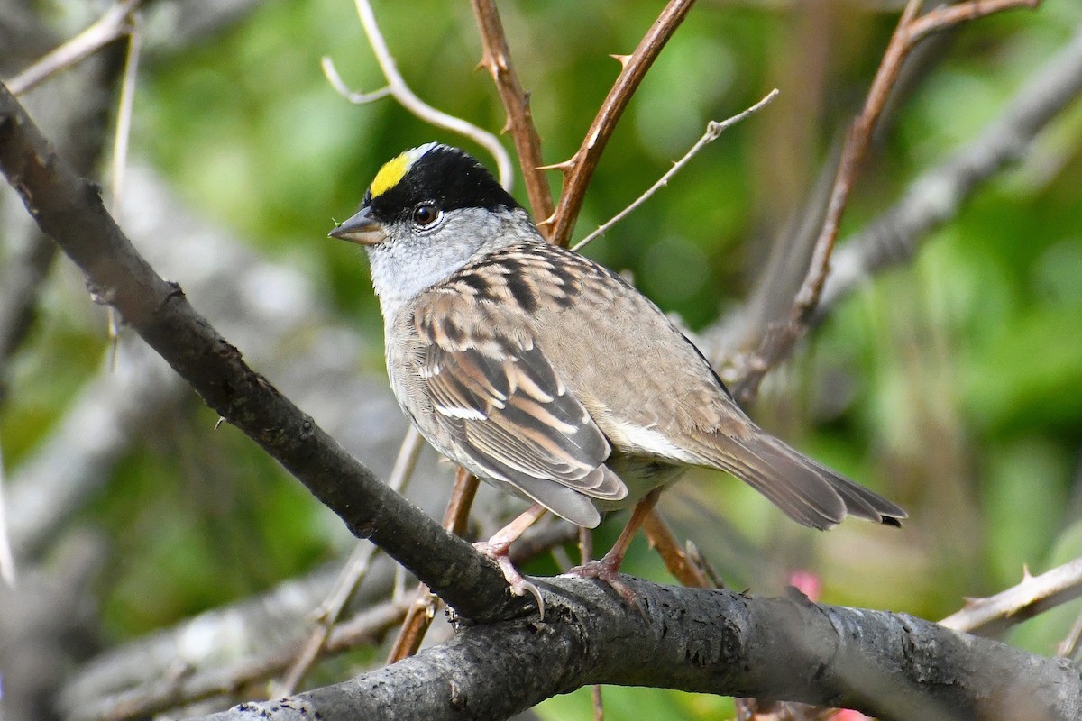 Golden-crowned Sparrow - ML617273256