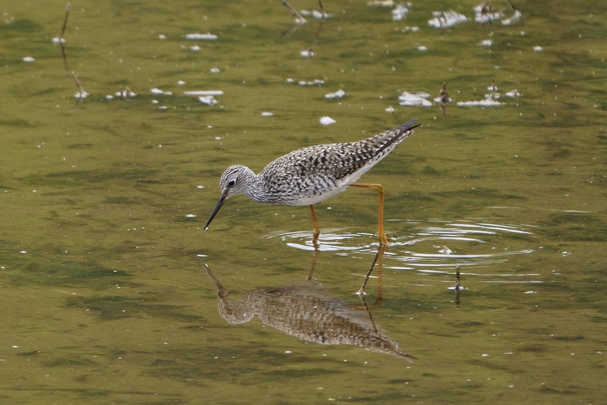 Lesser Yellowlegs - ML617273258