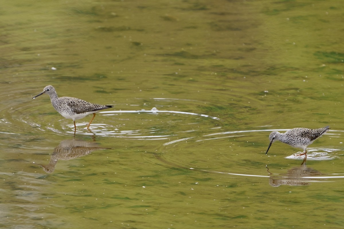 Lesser Yellowlegs - ML617273259