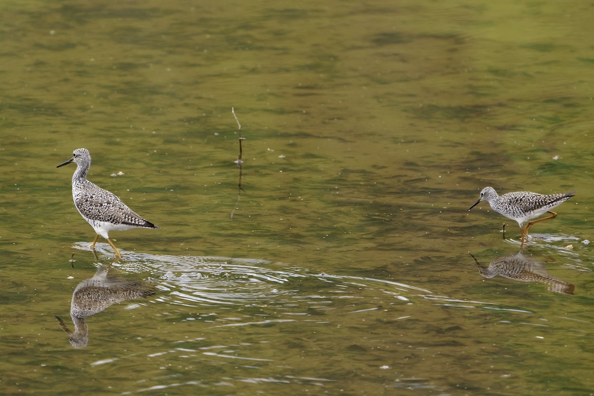 Lesser Yellowlegs - ML617273260