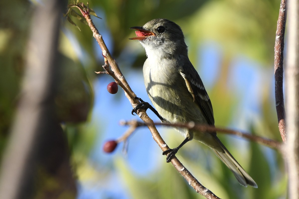 Caribbean Elaenia - ML617273266