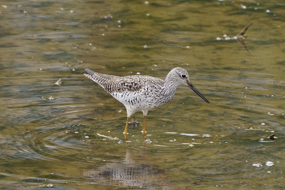 Greater Yellowlegs - Mitchell Dart