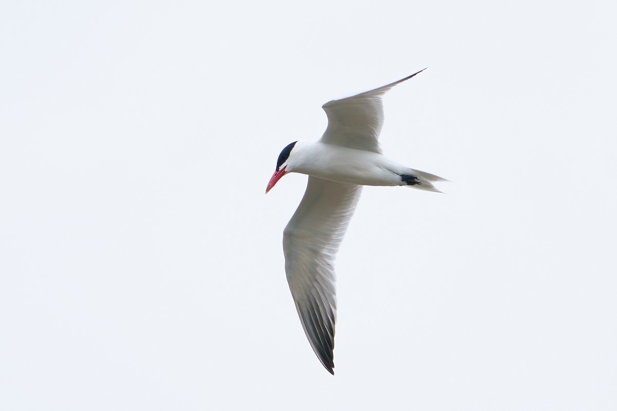 Caspian Tern - ML617273275