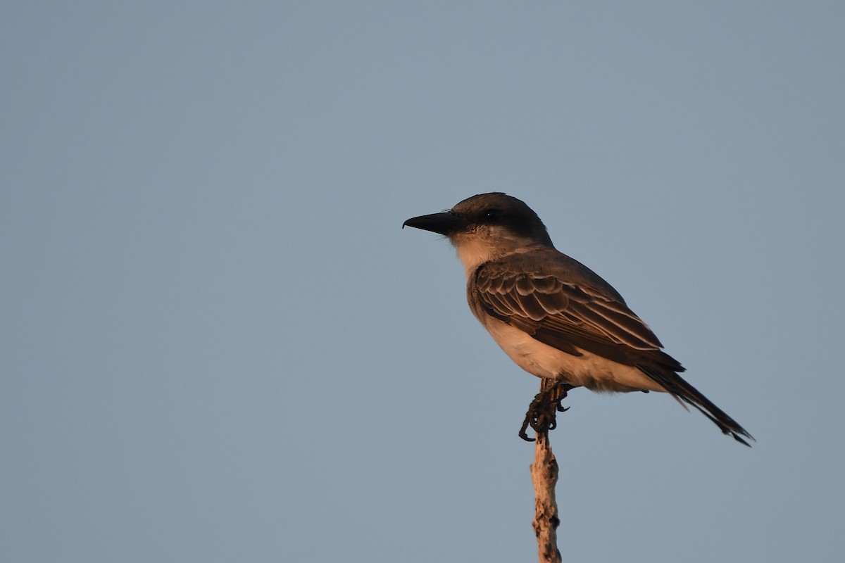 Gray Kingbird - ML617273277