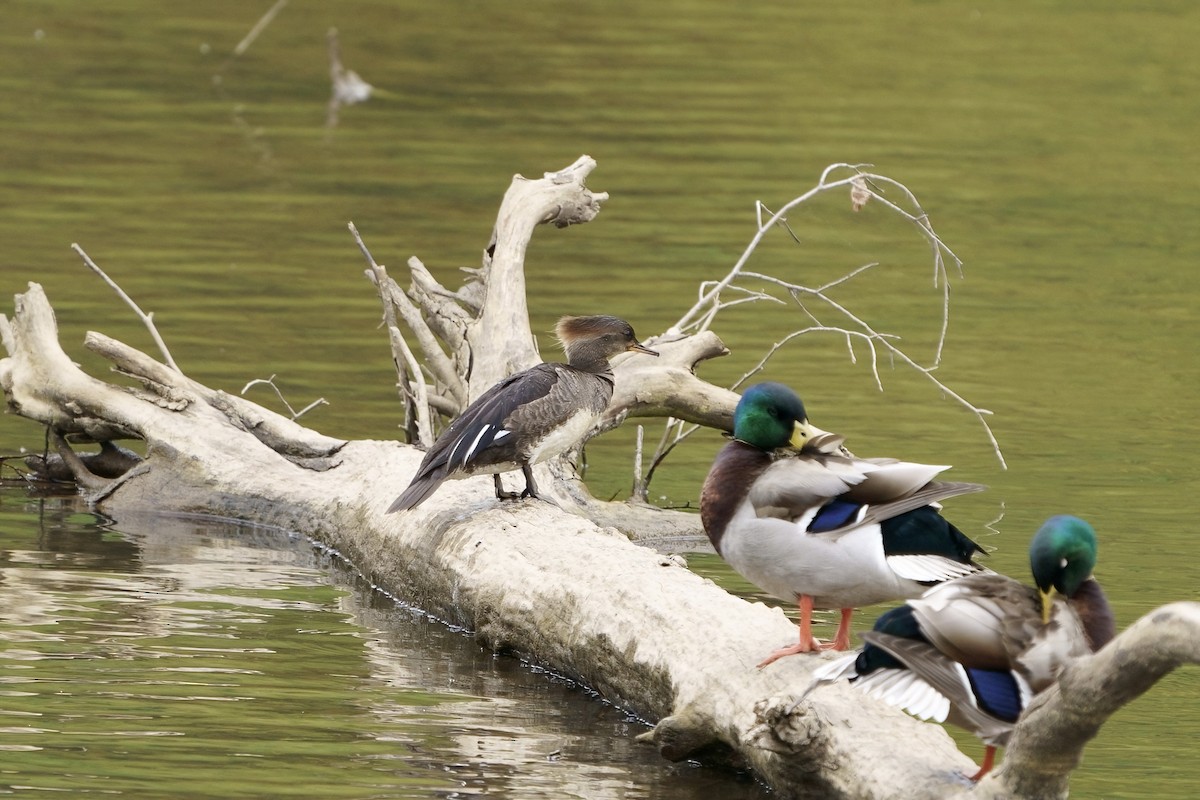 Mallard - ML617273279