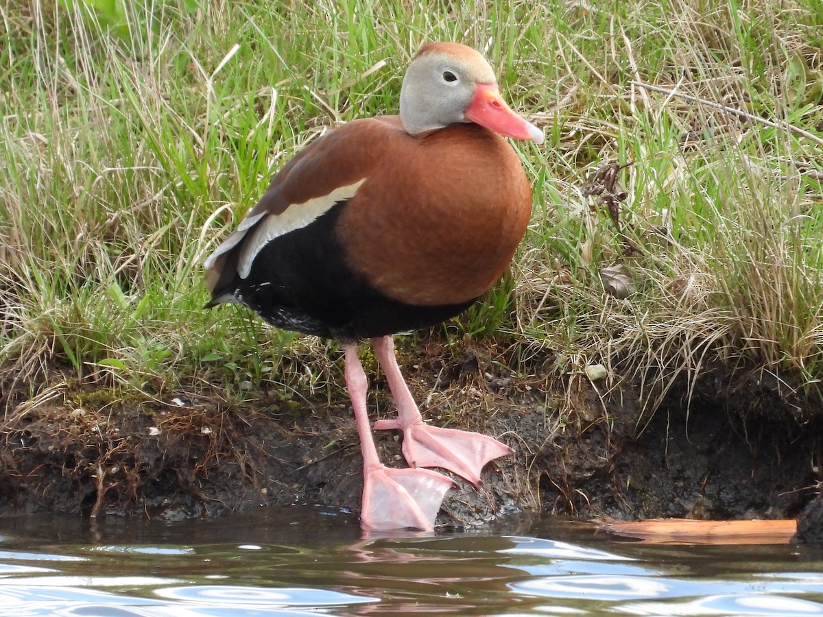 Black-bellied Whistling-Duck - Chris Wiles