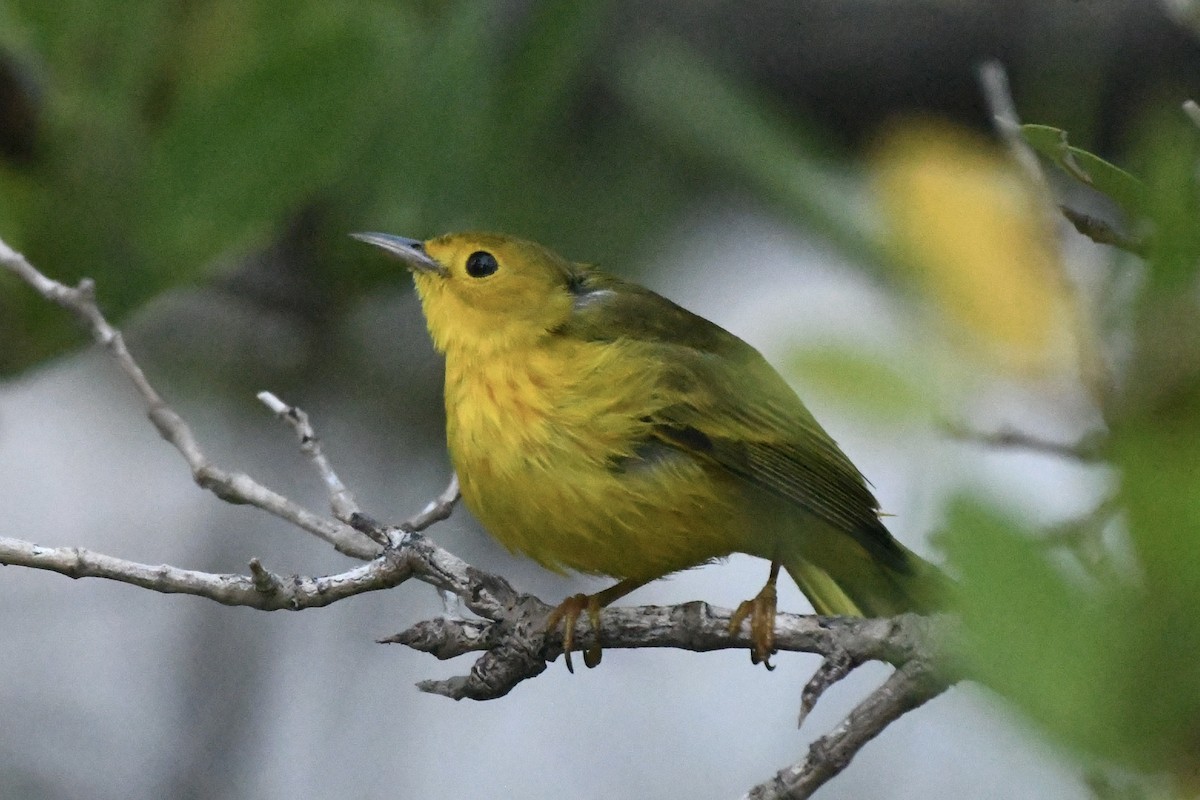 Yellow Warbler - ML617273293