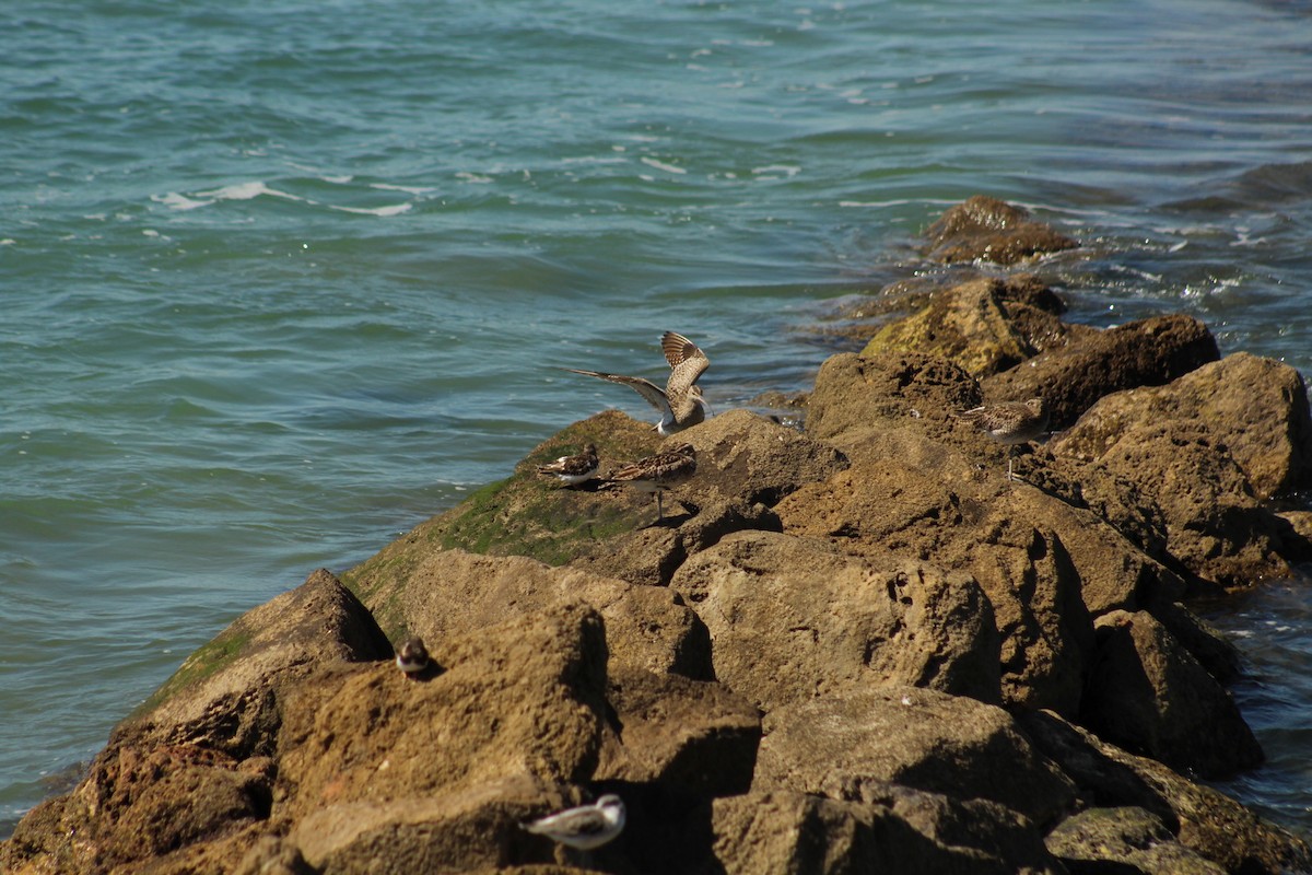 Whimbrel - Joaquín Vidal Gil