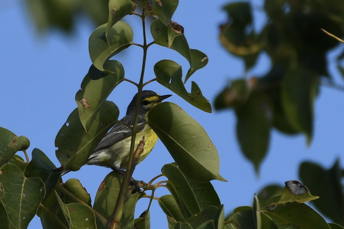 Adelaide's Warbler - ML617273302