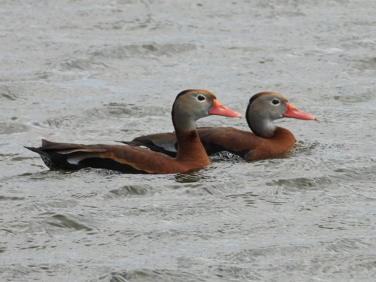 Black-bellied Whistling-Duck - Chris Wiles