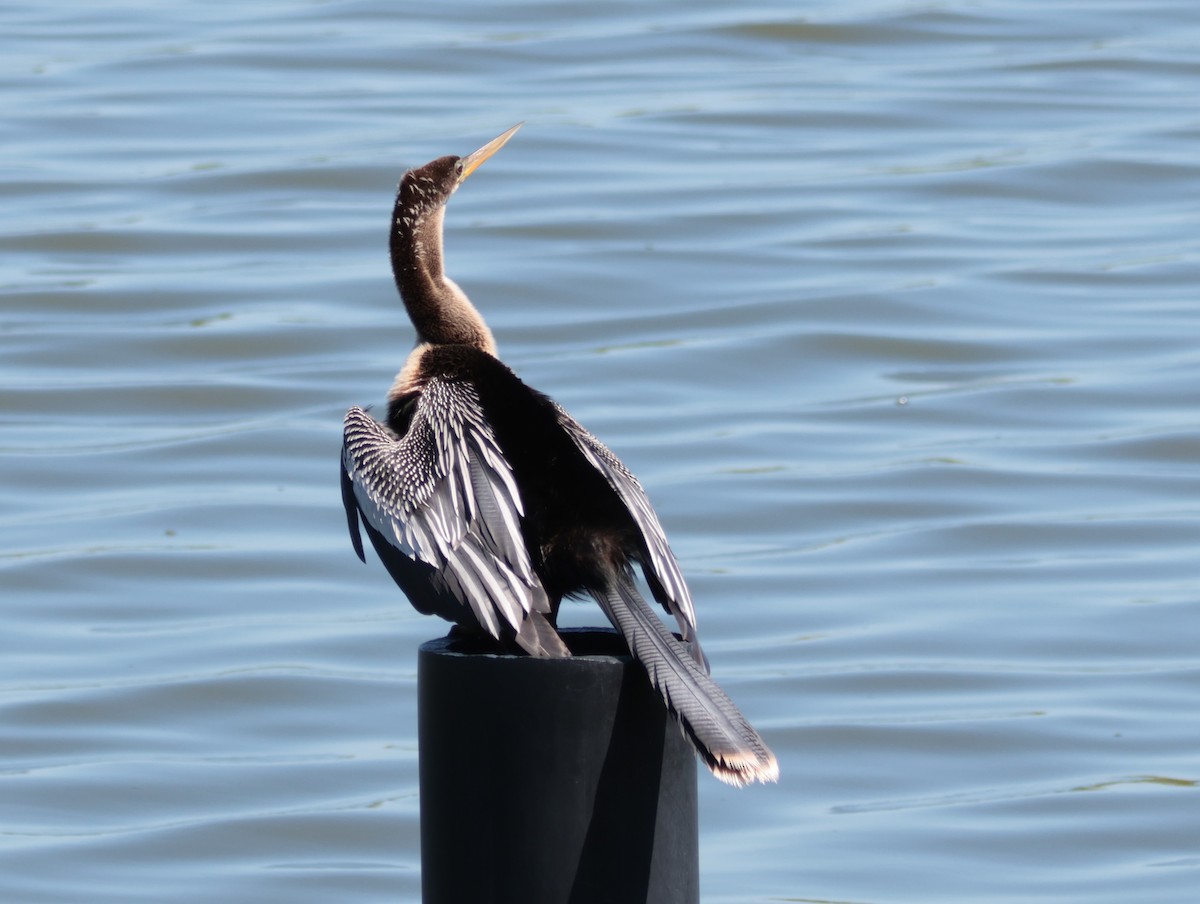 Amerika-Schlangenhalsvogel - ML617273318