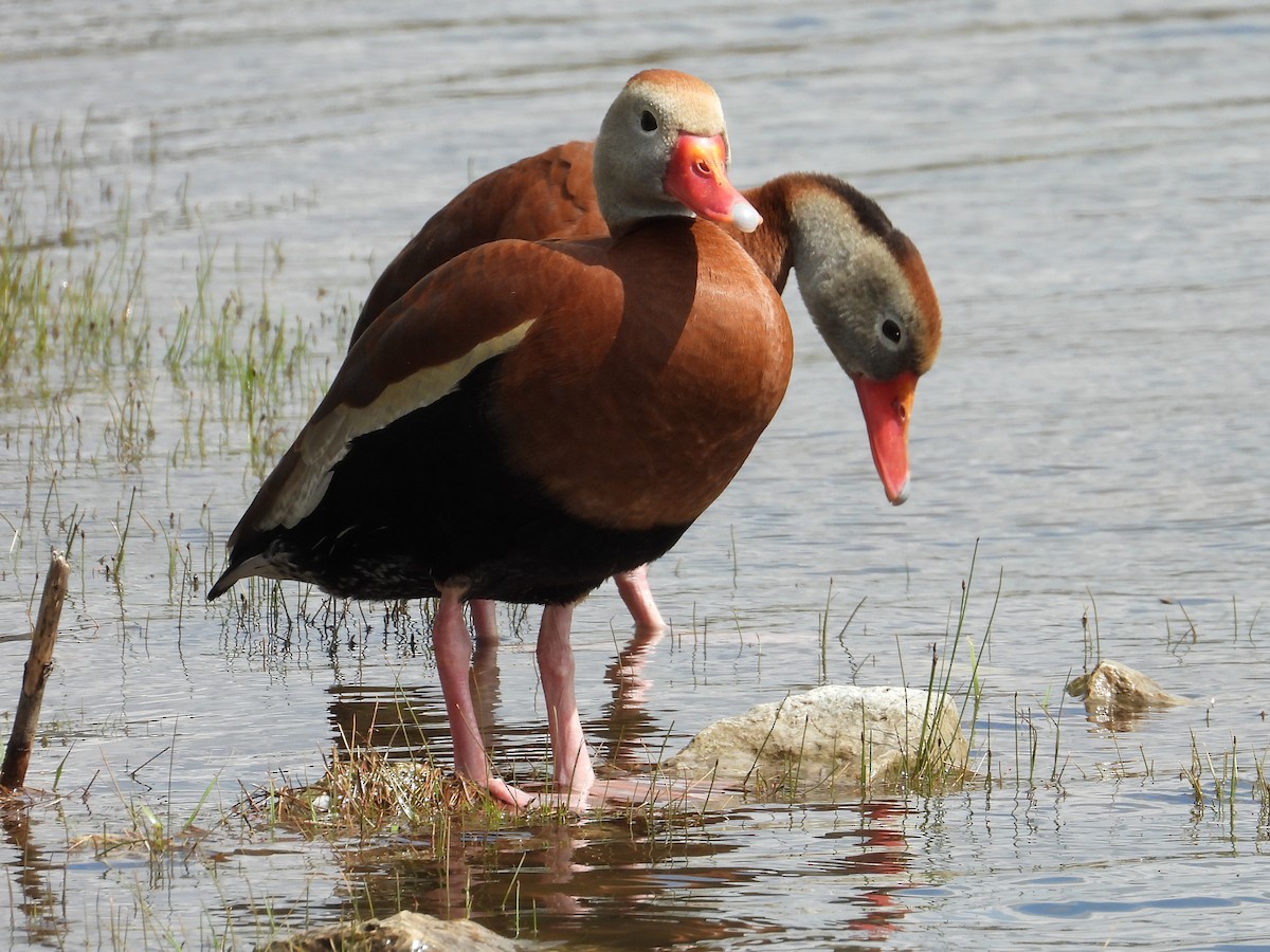 Black-bellied Whistling-Duck - ML617273334