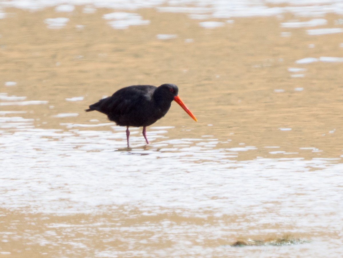 Variable Oystercatcher - ML617273335