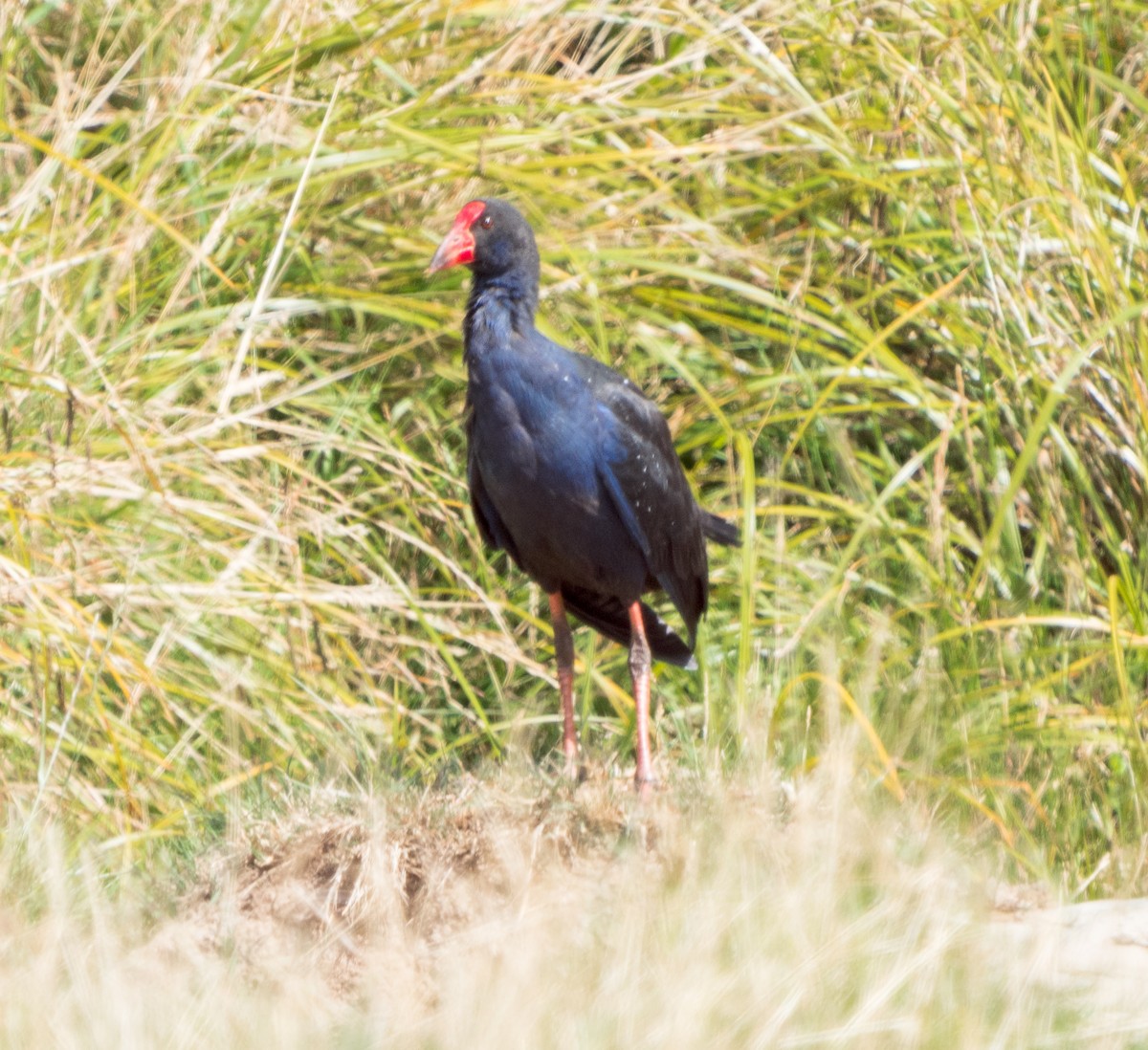 Australasian Swamphen - ML617273344