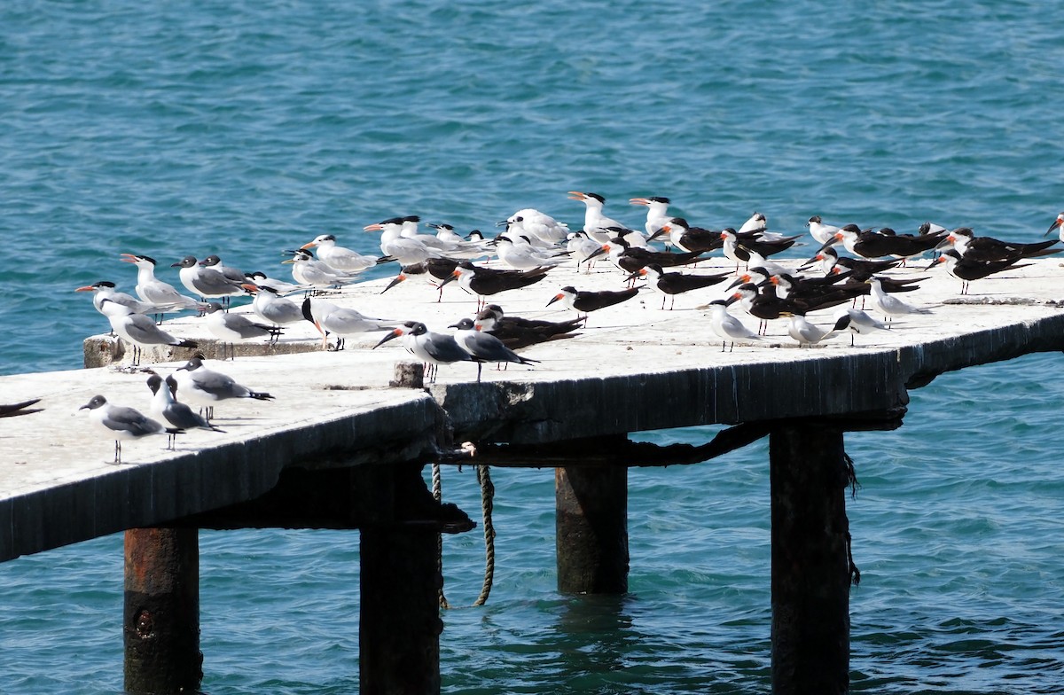 Sandwich Tern (Cayenne) - ML617273360