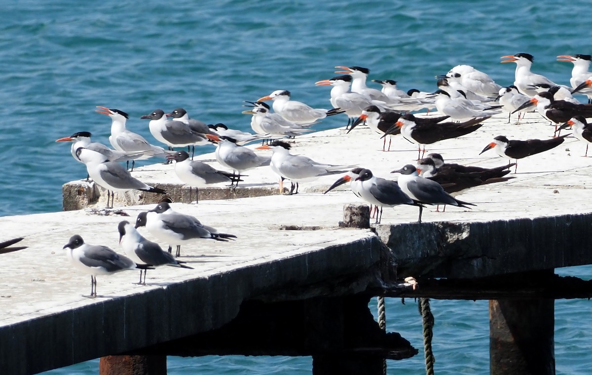 Royal Tern - ML617273377