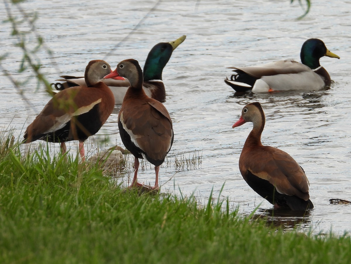 Black-bellied Whistling-Duck - ML617273382