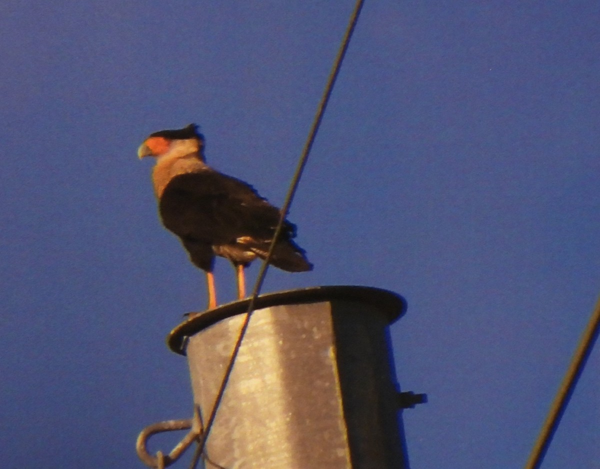 Crested Caracara - ML617273388