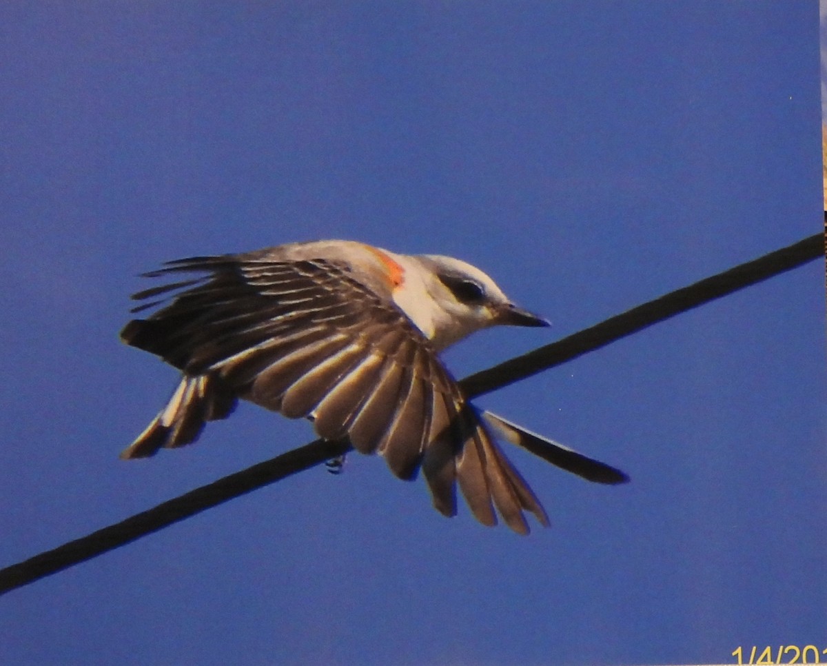 Scissor-tailed Flycatcher - ML617273408