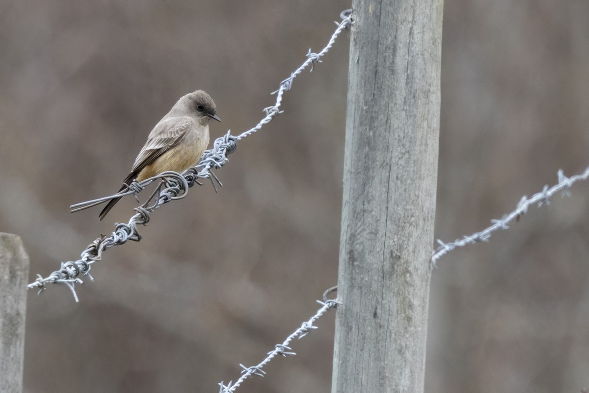 Say's Phoebe - Yann Kolbeinsson