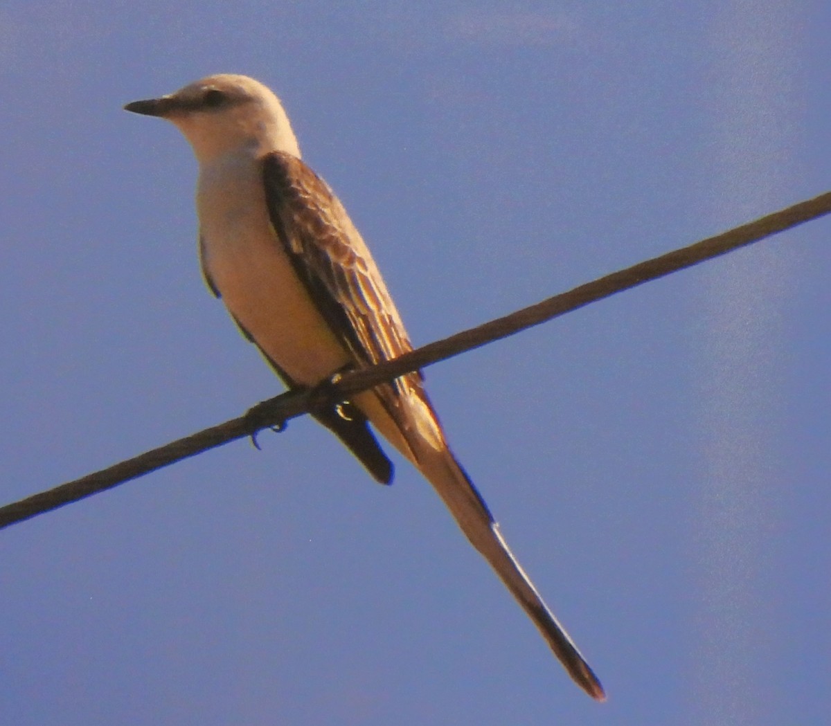 Scissor-tailed Flycatcher - ML617273429