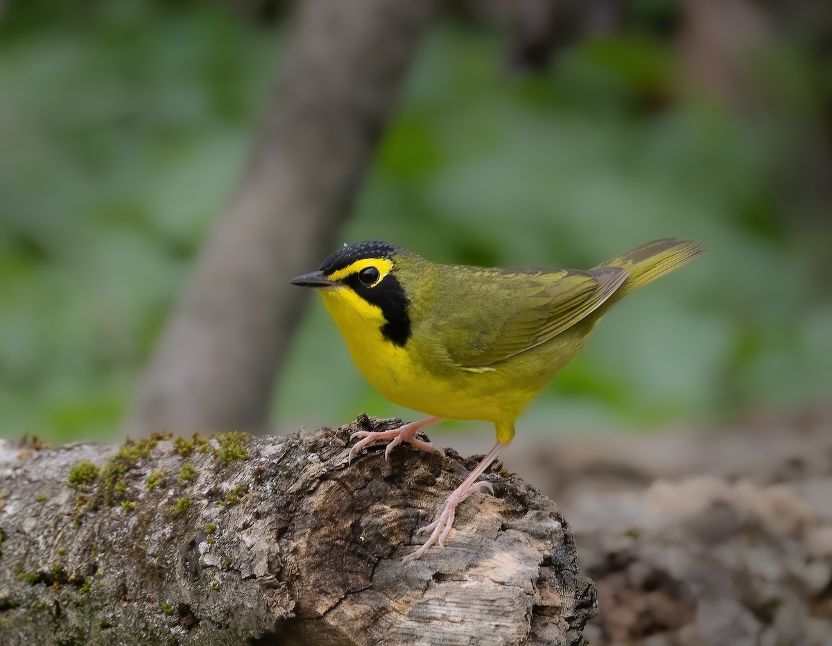 Kentucky Warbler - ML617273461