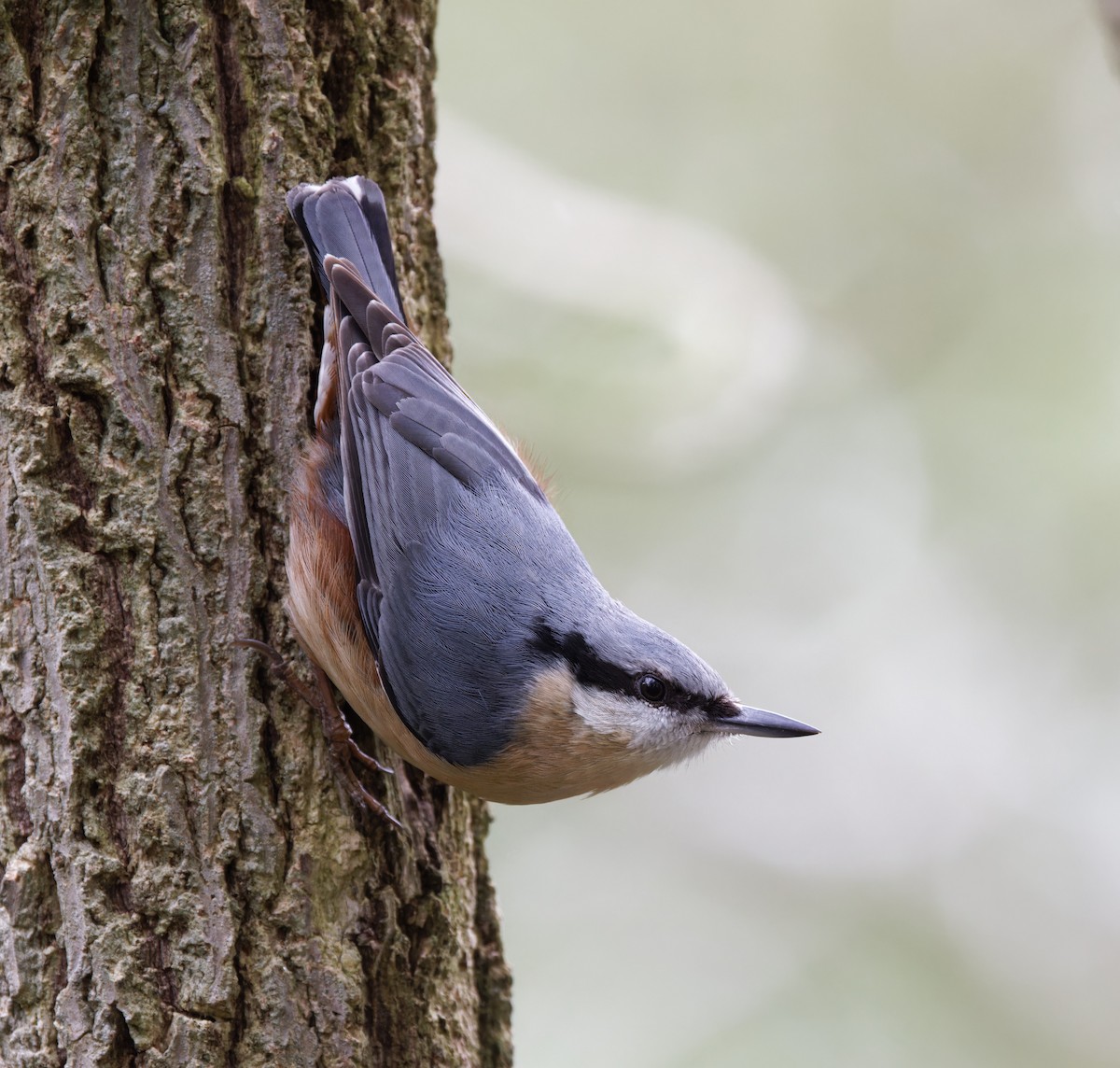 Eurasian Nuthatch - ML617273462
