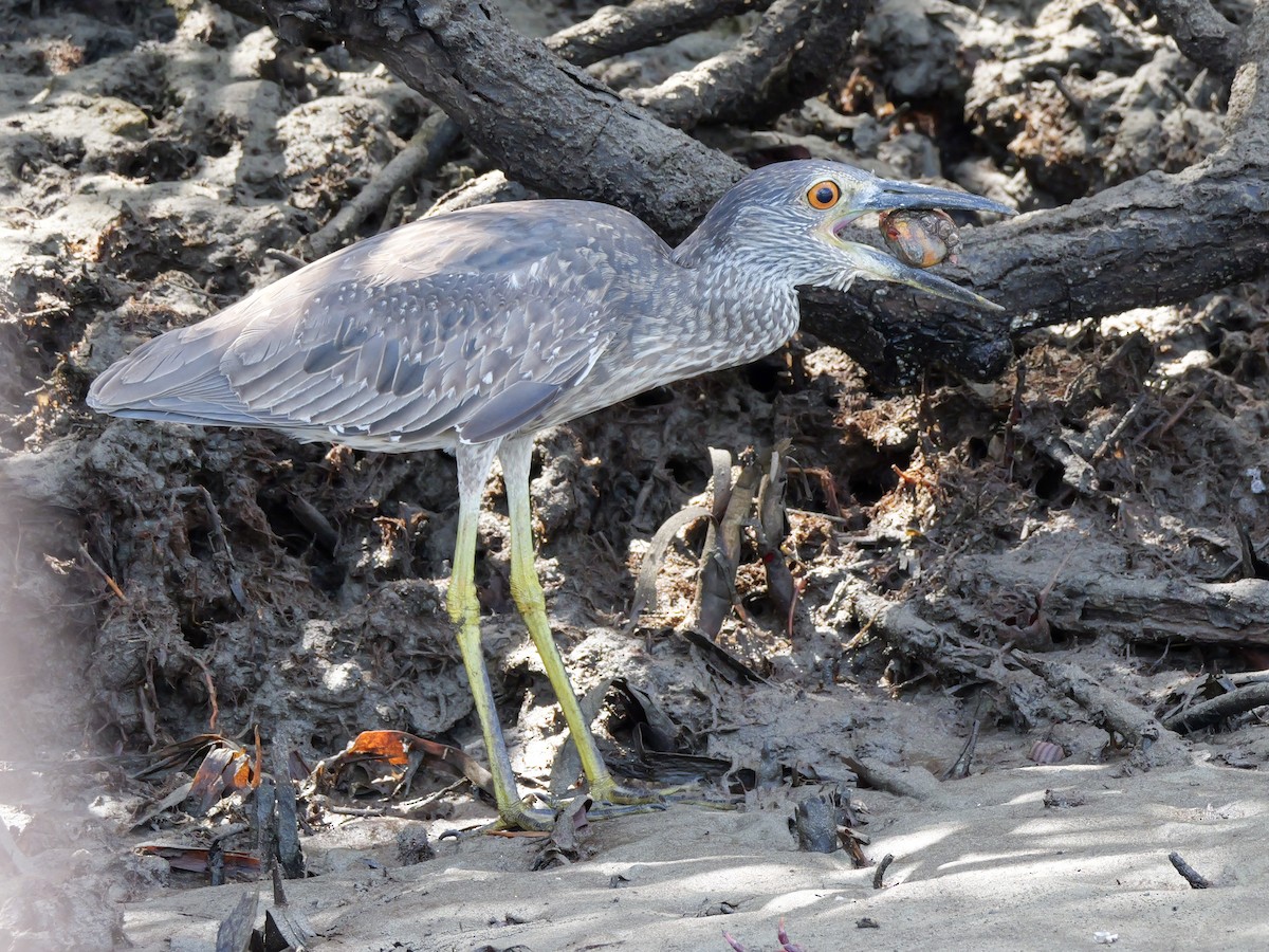 Yellow-crowned Night Heron - Henry Malec-Scott