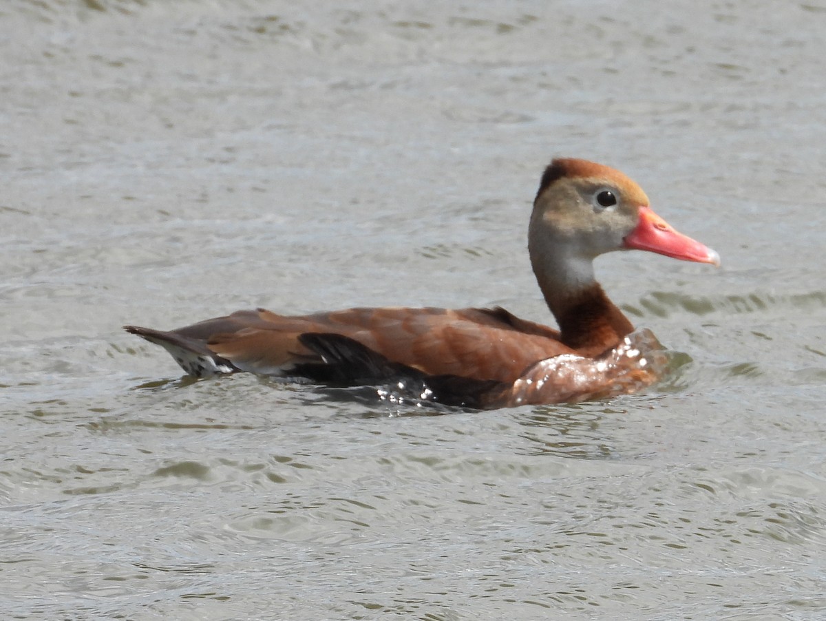 Black-bellied Whistling-Duck - Chris Wiles