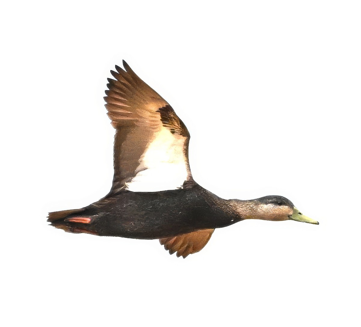 American Black Duck - ML617273494