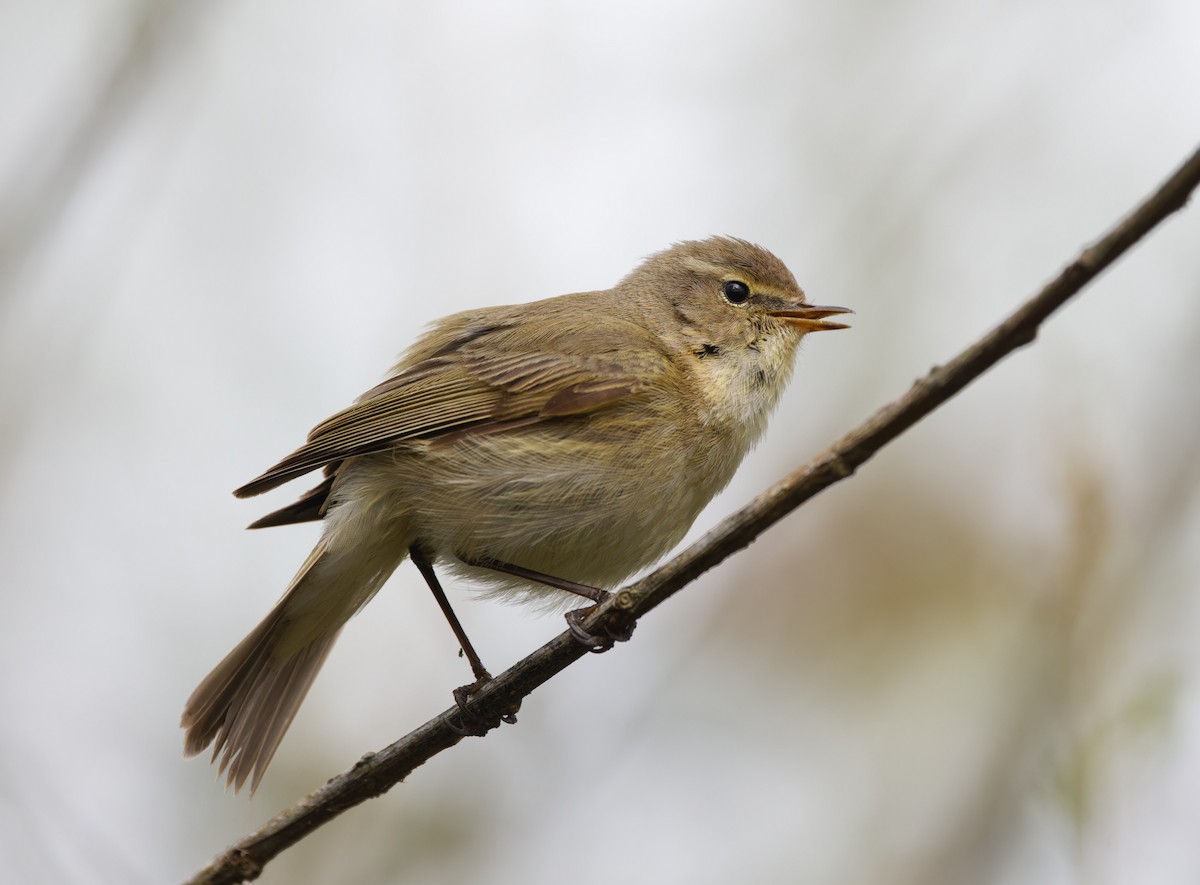 Common Chiffchaff - ML617273498