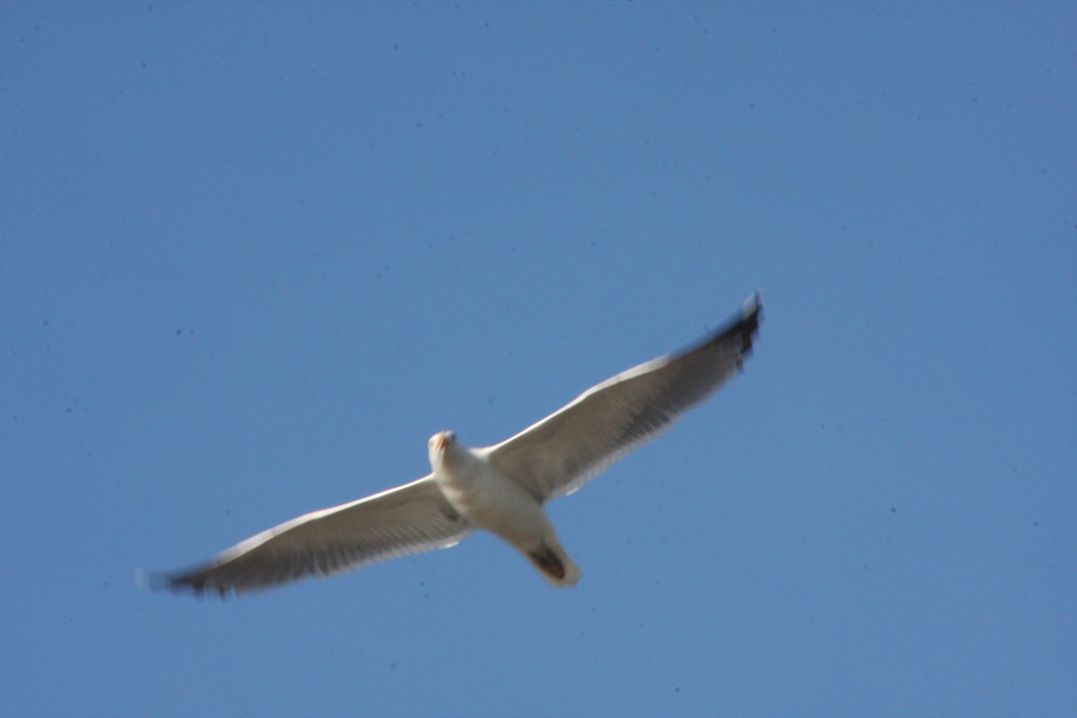 Yellow-legged Gull - ML617273510