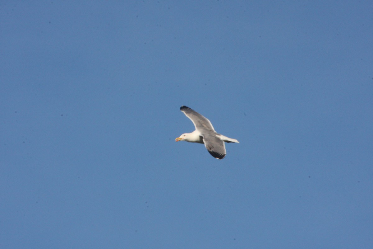 Yellow-legged Gull - ML617273511