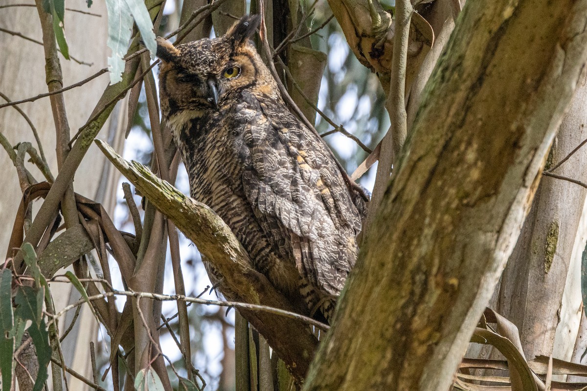 Great Horned Owl - Anna Klafter