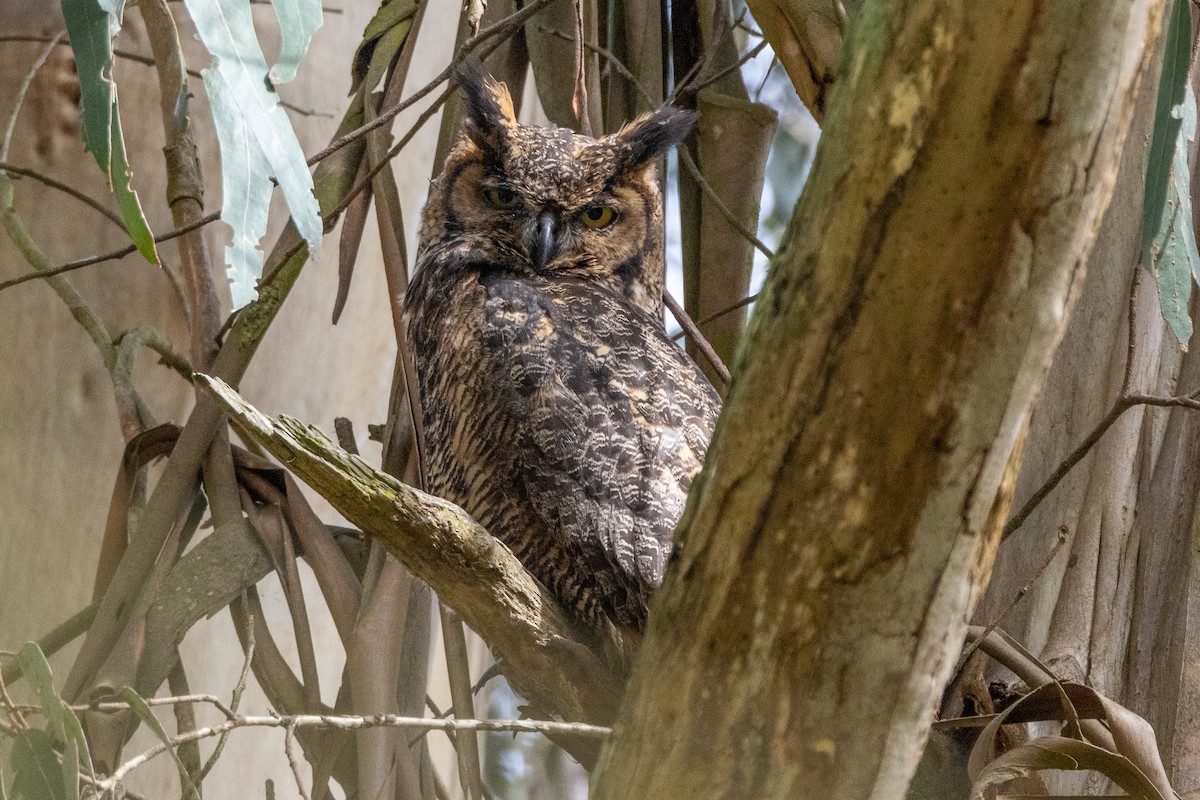 Great Horned Owl - Anna Klafter