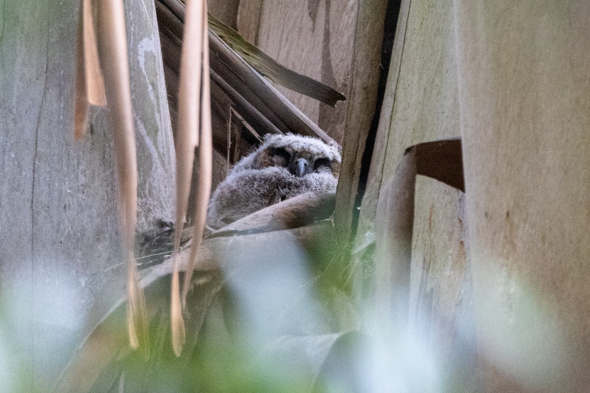 Great Horned Owl - Anna Klafter