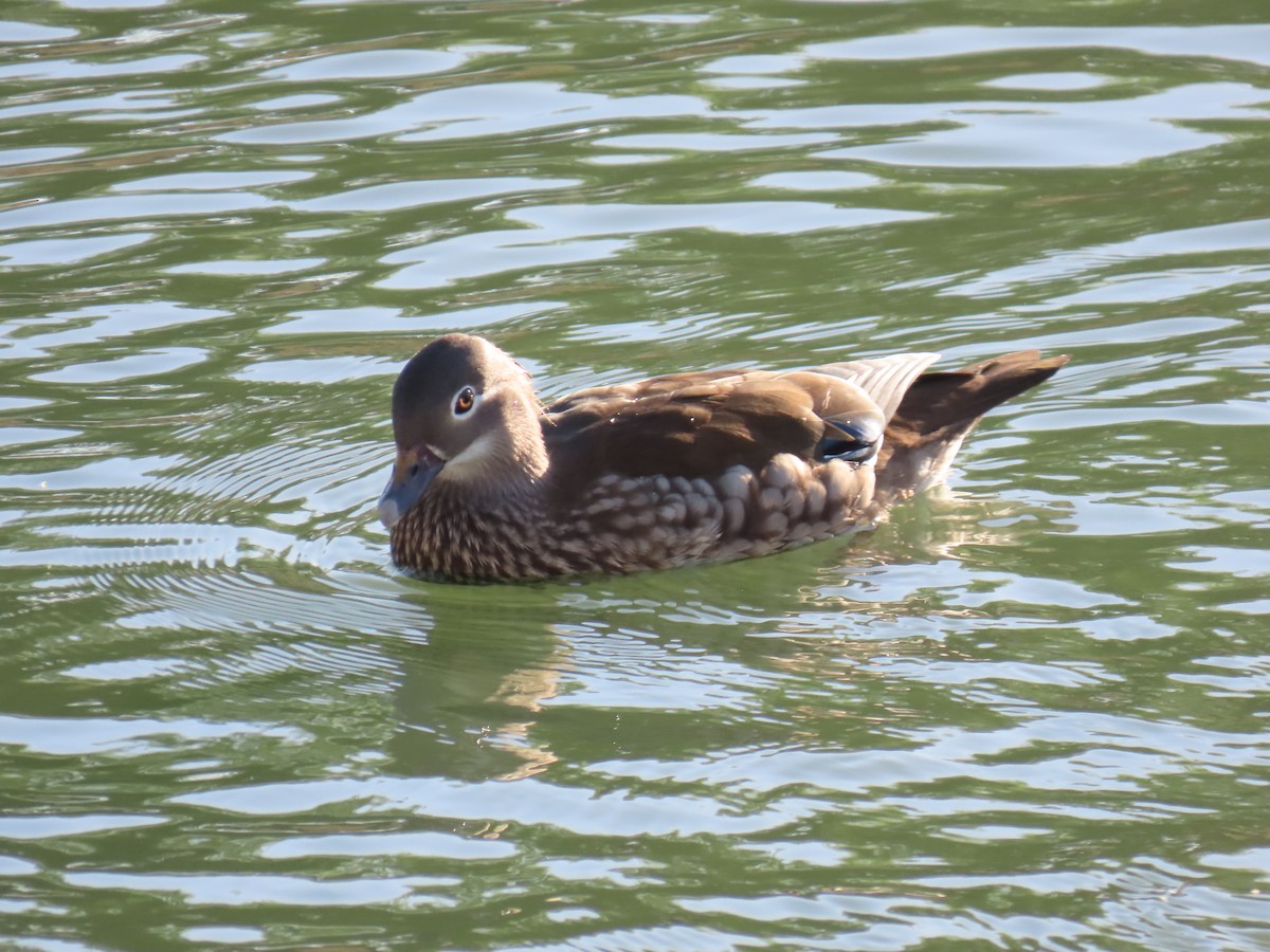 Mandarin Duck - Laura Hasty