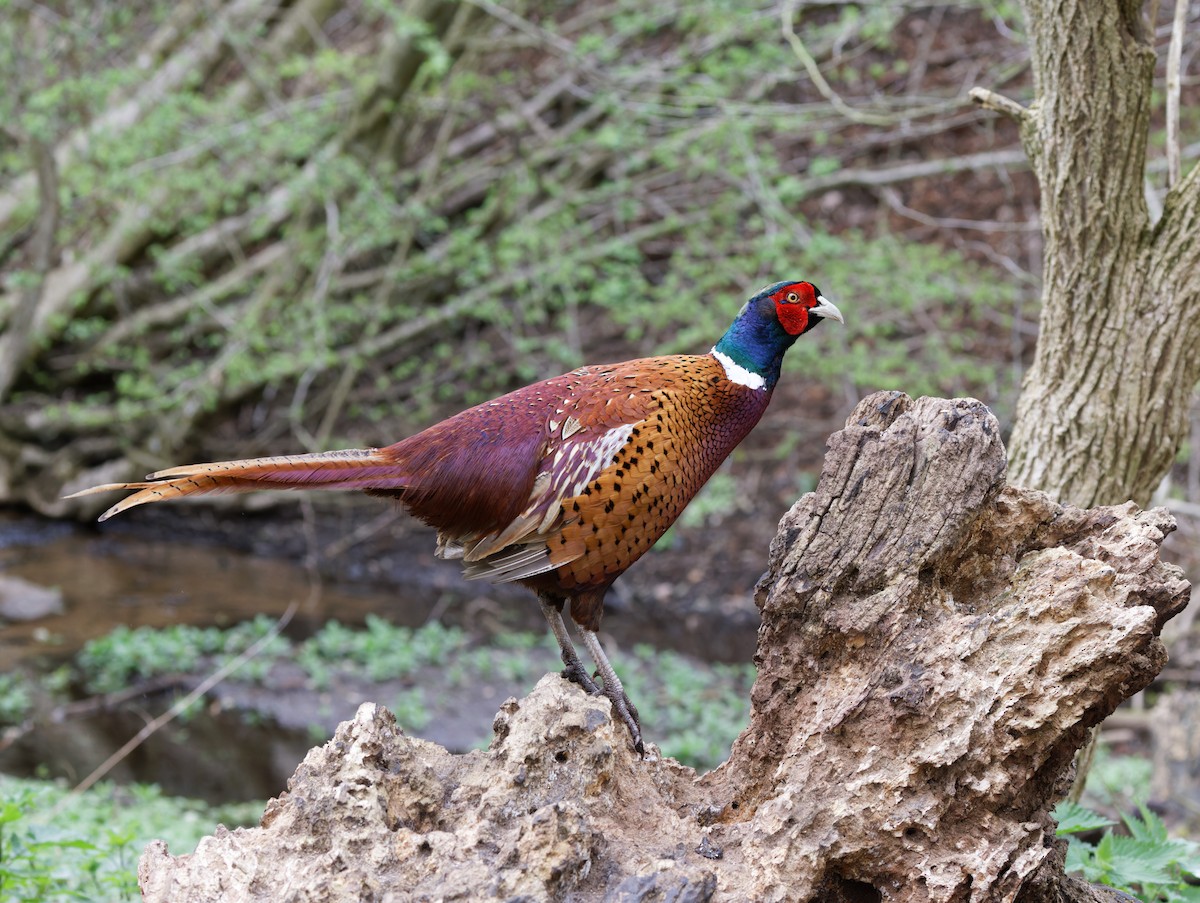 Ring-necked Pheasant - ML617273565