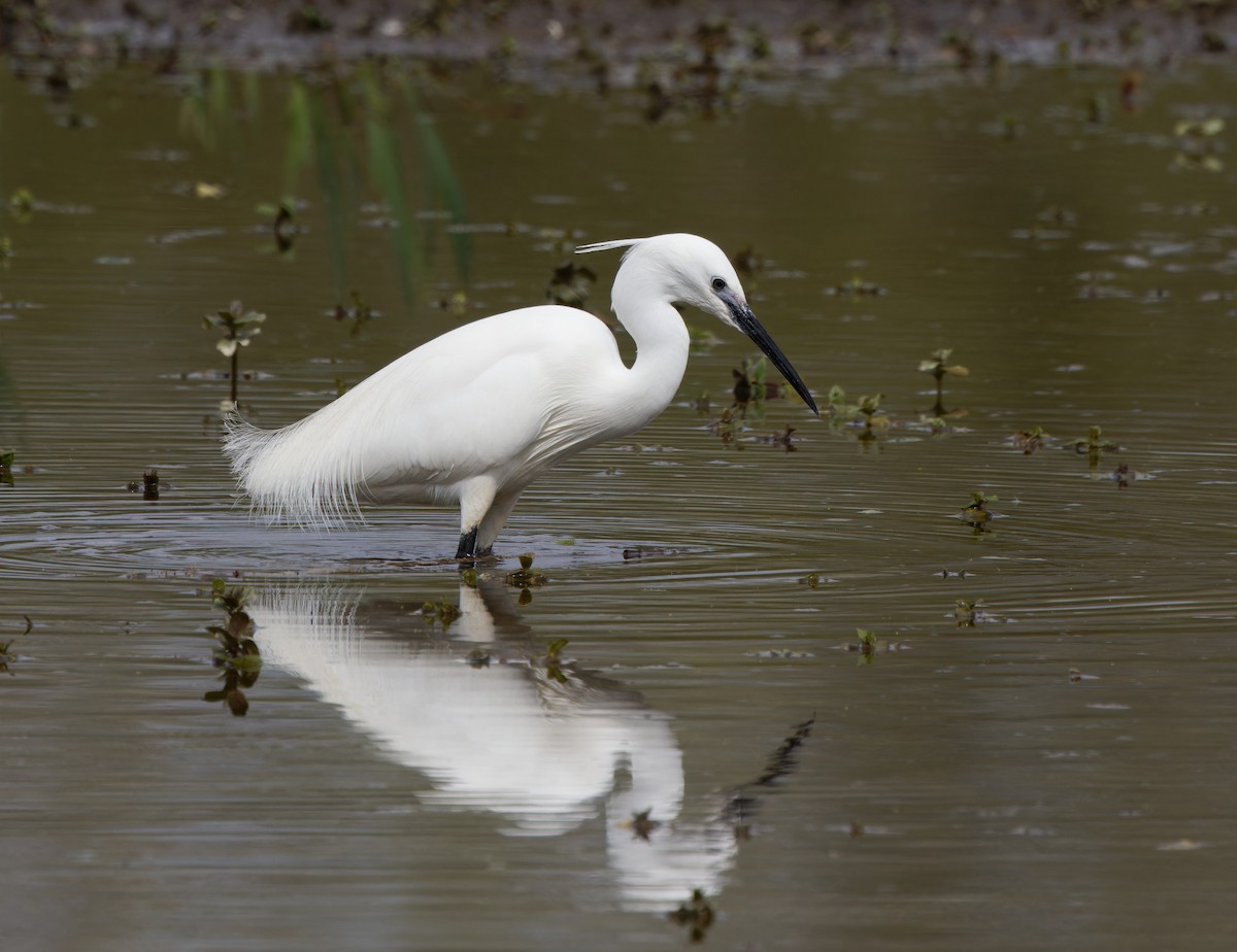 Little Egret - ML617273601
