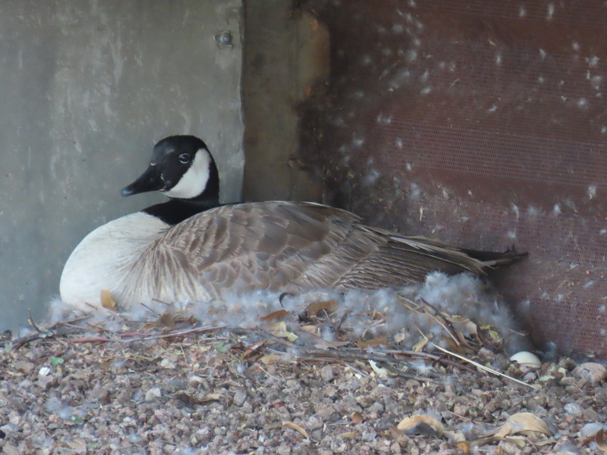 Canada Goose - Laura Hasty