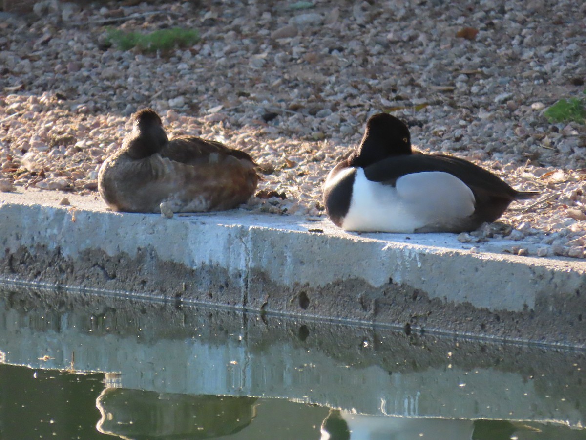 Ring-necked Duck - Laura Hasty