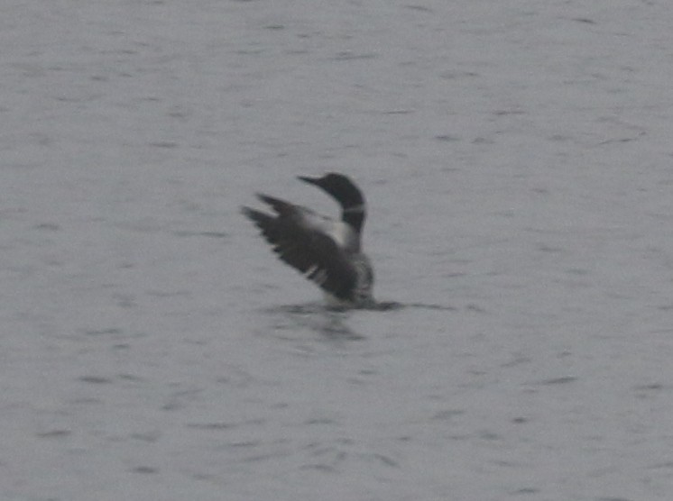 Common Loon - ML617273670