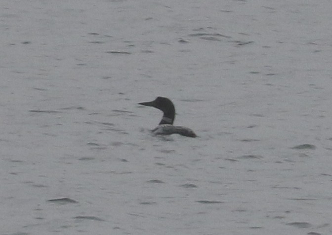 Common Loon - Bobby Brown