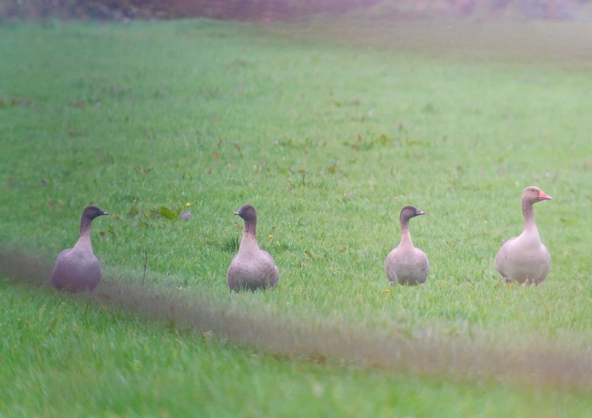 Pink-footed Goose - ML617273685